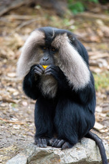 Fototapeta premium Macaca silenus