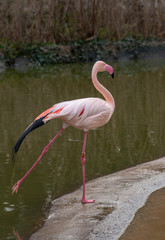 Greater flamingo (Phoenicopterus roseus ) shot  at lake Kerkini in Greece
