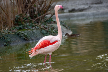 Greater flamingo (Phoenicopterus roseus ) shot  at lake Kerkini in Greece