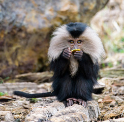 Macaca silenus