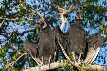 Vultures in Everglades National Park in Florida, U.S.