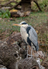 Close up photo of Grey Heron (Ardea cinerea) Wildlife animal