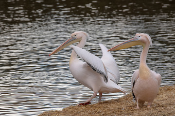Beautiful Pink Pelican (Pelecanus onocrotalus) . Rare bird species