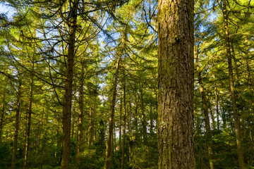 Sun setting over Whakarewarewa Redwood forest in New Zealand 