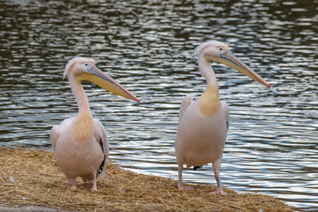 Beautiful Pink Pelican (Pelecanus onocrotalus) . Rare bird species