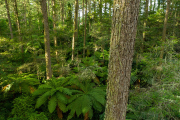 Redwood tree trunks at sunset, Rotorua, New Zealand