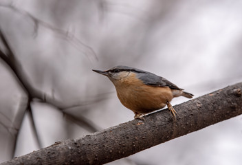 Close up picture of European nuthatch (Sitta europaea)
