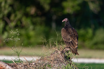 Vultures in Everglades National Park in Florida, U.S.