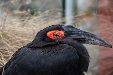 Portrait of Southern Ground Hornbill (Bucorvus leadbeateri)