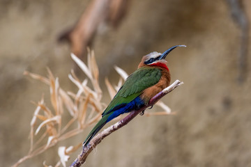 White Fronted Bee-eater (Merops bullockoides) sitting on a branch