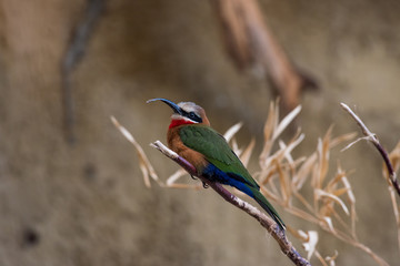 White Fronted Bee-eater (Merops bullockoides) sitting on a branch