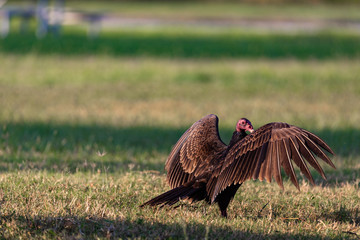 Vultures in Everglades National Park in Florida, U.S.