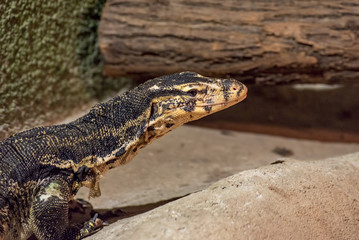 Close-up picture of Yellow-headed water monitor (Varanus cumingi)