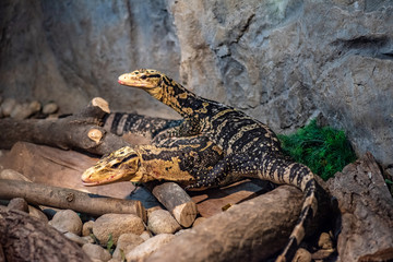 Close-up picture of Yellow-headed water monitor (Varanus cumingi)