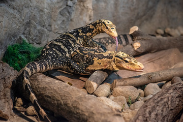 Close-up picture of Yellow-headed water monitor (Varanus cumingi)
