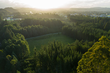 Sun setting over Rotorua Redwood forest, New Zealand