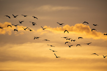 A flock of seabirds flying in the sunrise in Everglades National Park in FlorIda, U.S.