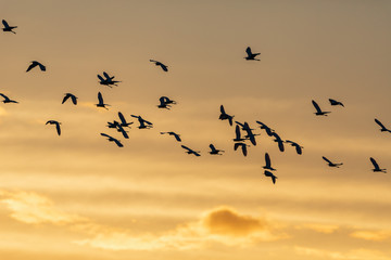 A flock of seabirds flying in the sunrise in Everglades National Park in FlorIda, U.S.