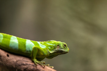 Male Fiji banded iguana, Brachylophus fasciatus, natural background.