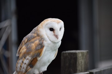Barn owl