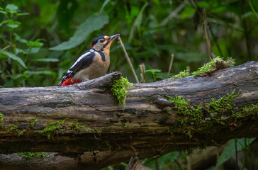 Great spotted Woodpecker