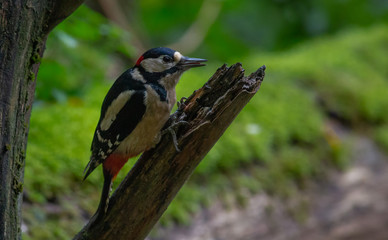 Great spotted Woodpecker