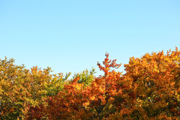 Brightly coloured leaves on autumn tree tops, blue sky above - space for text. Fall background.