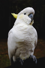 portrait of a parrot cockatoo in Queensland Australia