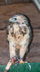 Smartphone HD wallpaper of portrait of a beautiful buzzard