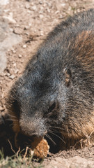 Smartphone HD wallpaper of portait of a cute groundhog