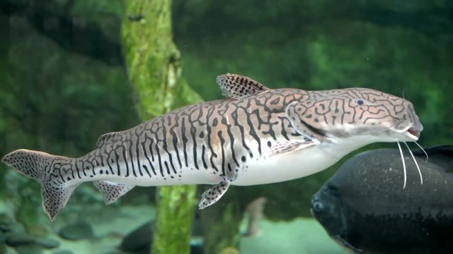 Tiger sorubim(Pseudoplatystoma tigrinum)