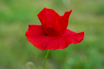 Red spring poppy