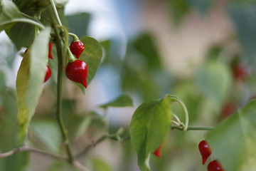 red pepper on a branch