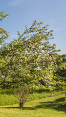 Smartphone HD wallpaper of beautiful view near Bergen - Bavaria - Germany