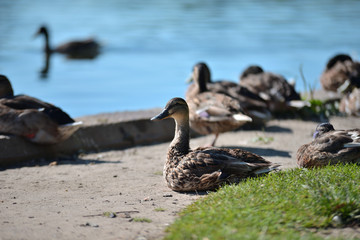 ducks on the lawn near the pond