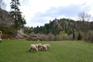 sheep in a meadow in the mountains