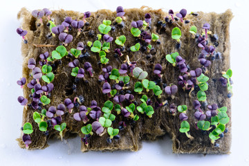sprouts basil closeup microgreen