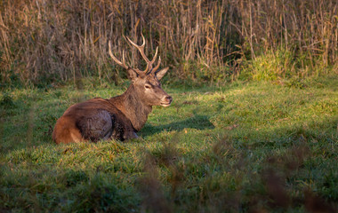 Red Deer Europe