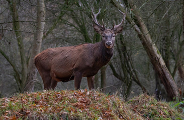 Red Deer Europe