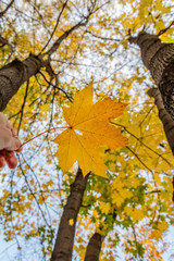 A maple yellow carved leaf on a blurred background in a hand