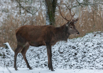 Fototapeta premium Red Deer Europe