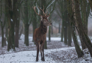 Red Deer Europe