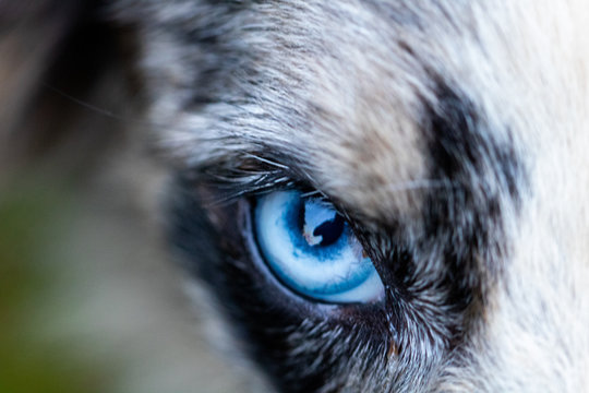 blue eye of dog