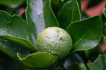 lemon on tree