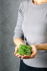 microgreen arugula sprouts in female hands Raw sprouts, microgreens, healthy eating