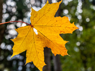A bright yellow maple carved leaf on a blurred background