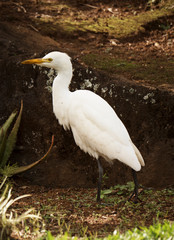 Egret