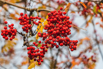 The bunchs of bright red ripe rowan berries with yellow leaves on the blur white background in a park in autumn