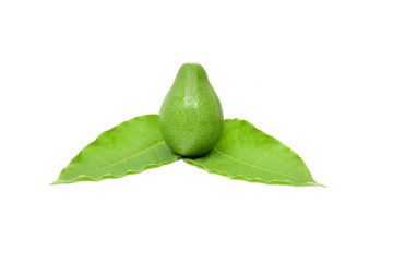 Fresh Avocado Fruit