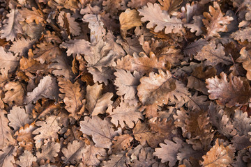 Brown detailed leaves background
